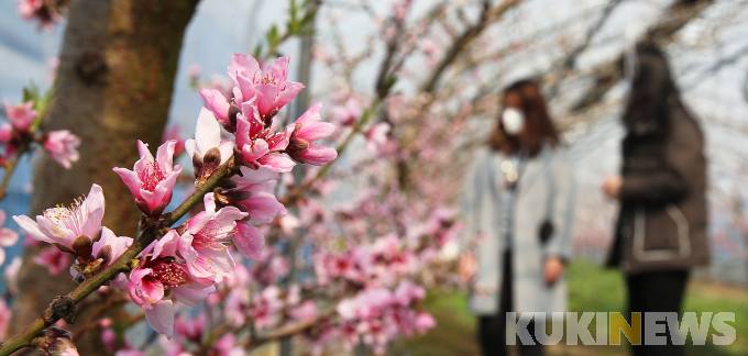 복사꽃으로 전하는 함평의 봄 