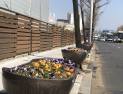봄 향기 가득한 ‘봄꽃’ 전주 도심 거리 새단장 