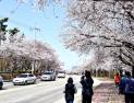김제 시민문화체육관에 활짝 꽃피운 벚꽃  