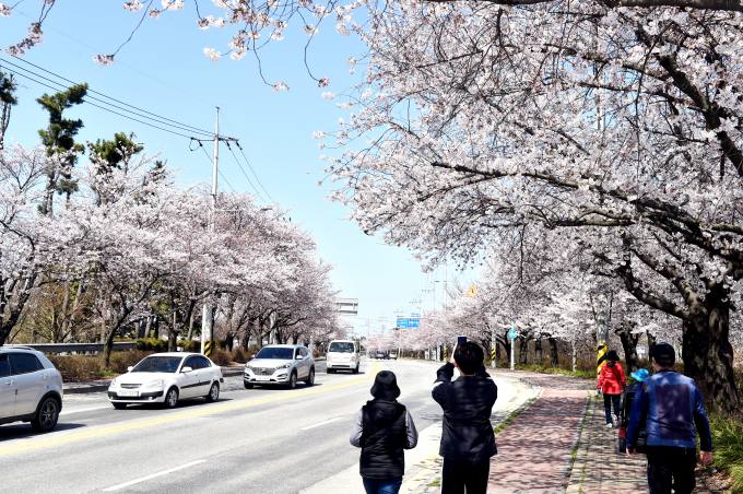 김제 시민문화체육관에 활짝 꽃피운 벚꽃  