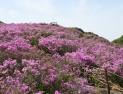 남원 봉화산 철쭉 ‘분홍빛 꽃 터널’ 