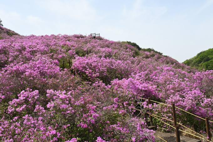 남원 봉화산 철쭉 ‘분홍빛 꽃 터널’ 