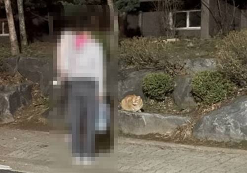 “캣맘 사진 찍어 주민 단톡방 공유” 끊이지 않는 길고양이 갈등