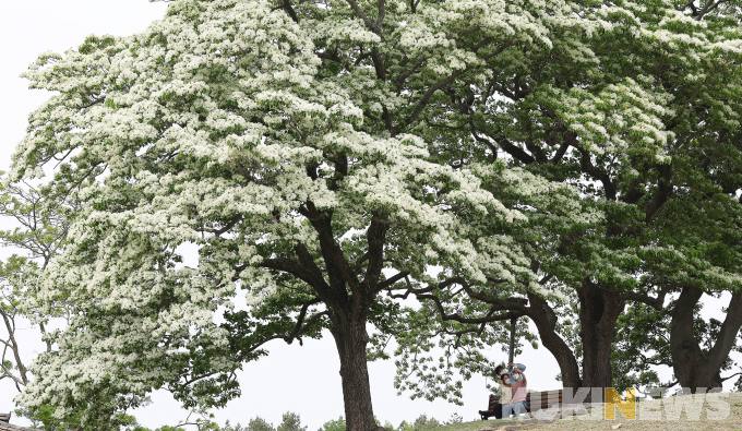 ‘5월의 눈꽃’ 함평 이팝나무 만개