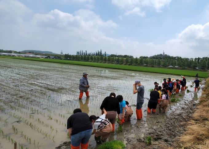 고창군농민회, ‘통일쌀 모내기’ 값진 땀방울 