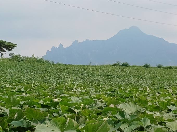 상상을 초월한 50만평 고구마 농사...다이어트 효과가 낳은 '저 푸른 고구마 밭'