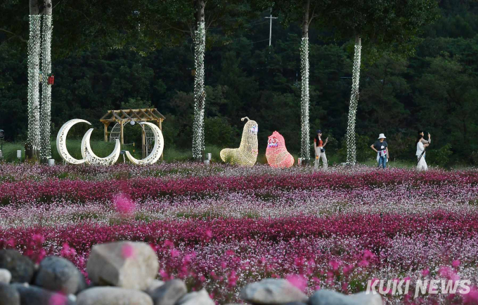 깡통열차 타고 가을 속으로 …철원·고석정꽃밭