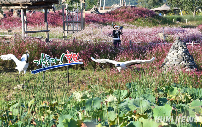 깡통열차 타고 가을 속으로 …철원·고석정꽃밭