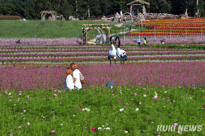 깡통열차 타고 가을 속으로 …철원·고석정꽃밭