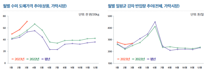 감자 가격 또 뛴다…평년 대비 최대 36%↑ 