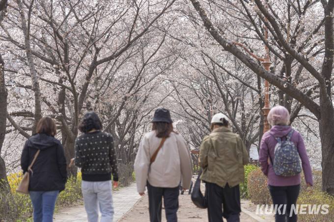 벚꽃 터널에서 즐기는 산책 [쿠키포토]