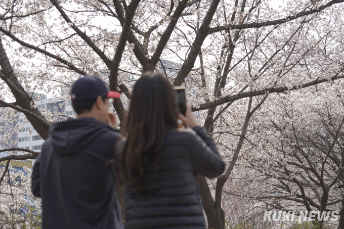 벚꽃 터널에서 즐기는 산책 [쿠키포토]