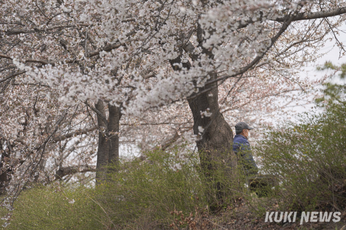 벚꽃 터널에서 즐기는 산책 [쿠키포토]