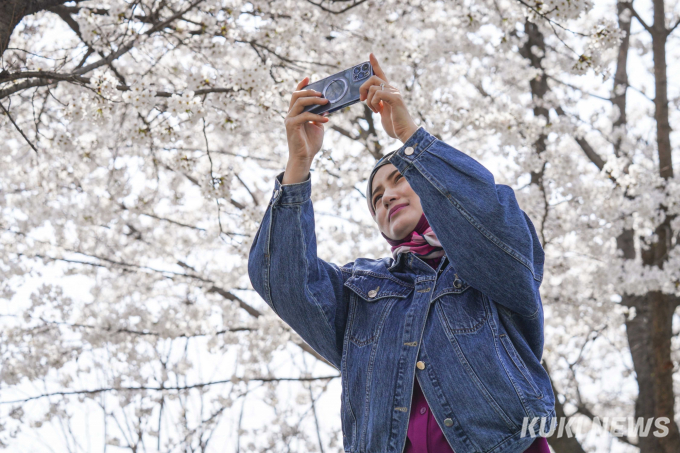 서울에서 즐기는 벚꽃의 향연 [쿠키포토]