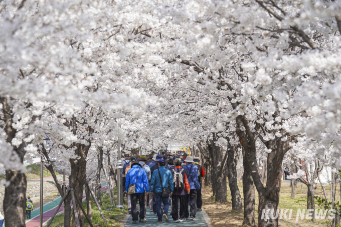 서울에서 즐기는 벚꽃의 향연 [쿠키포토]