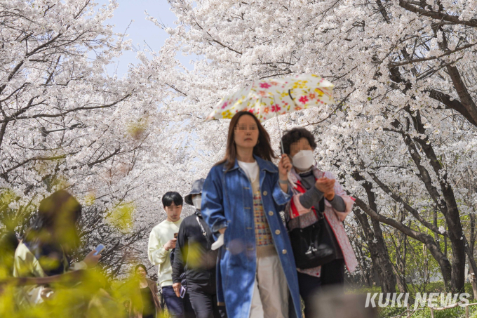 서울에서 즐기는 벚꽃의 향연 [쿠키포토]