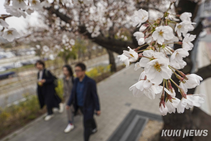 서울에서 즐기는 벚꽃의 향연 [쿠키포토]