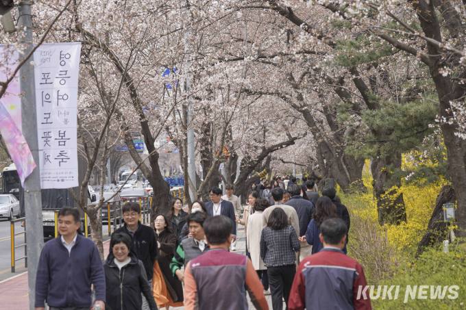 서울에서 즐기는 벚꽃의 향연 [쿠키포토]