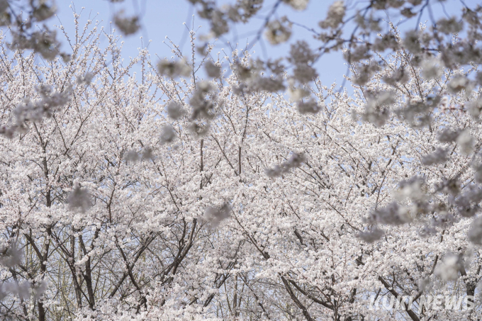 서울에서 즐기는 벚꽃의 향연 [쿠키포토]