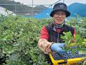 장흥 노지재배 블루베리 수확 ‘한창’