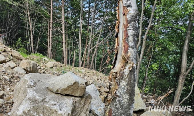 산림유전자원보호구역 주변 공사장 관리허술… '생태계 위협'