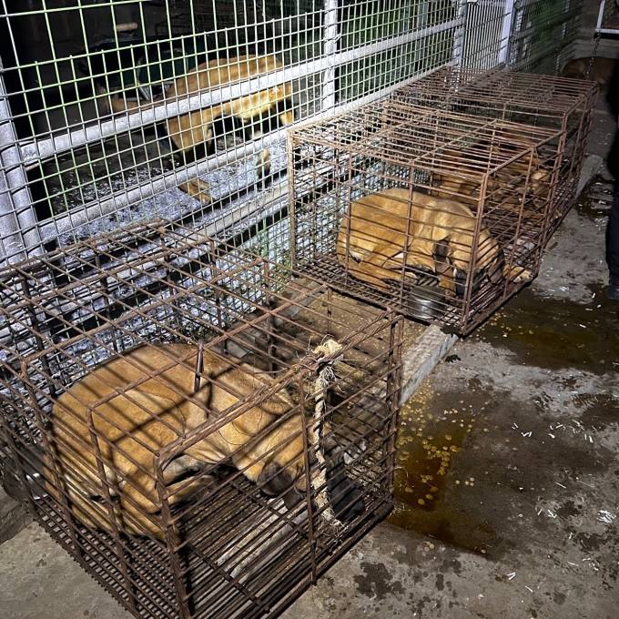 육견협회 동물 버리고, 보호소도 방치…동물 이중 학대
