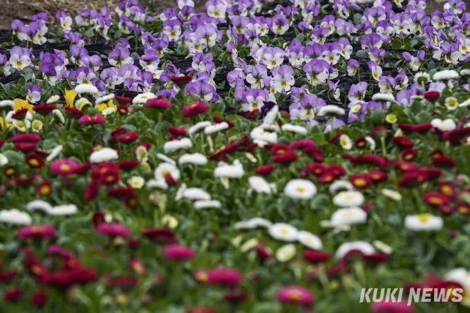 ‘봄이 왔나 봄’ 왕십리역 앞에 조성된 꽃밭 [쿠키포토]