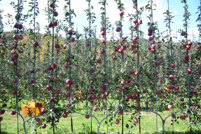 경북도, “사과 ‘다축재배’ 농가도 농작물재해보험 가입”