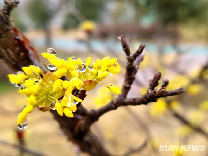 ‘노란 산수유꽃의 향연’…의성군, 산수유행사 16일 개막