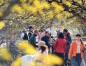 온 동네 노란 물결 “이천백사산수유꽃축제”