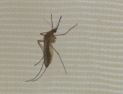 “따뜻해지니 모기 주의보”…질병청, 일본뇌염 매개모기 감시 시작 