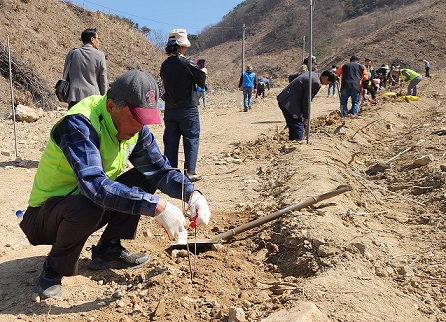 한국꿀벌생태환경보호협회, 500여 주 밀원수 심기로 꿀벌 보호