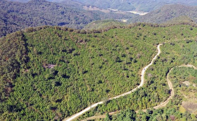 산림청 '소나무재선충병 피해지역' 방제비용, 대체 조림비 지원