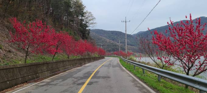 진달래·홍도화 붉은 물결, 밀양 종남산에서 봄을 맞이해요