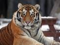 서울대공원 시베리아호랑이 ‘태백’ 숨져…1년새 3마리 폐사 