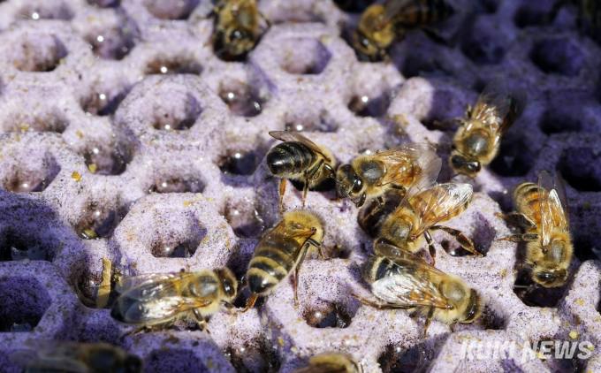 꿀벌 집단실종, 주범은 ‘사양벌꿀’?…대통령실도 주목했다 [꿀 없는 꿀벌]