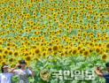 해바라기 장관이룬 단양 느티마을