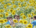 노란 꽃물결 단양 느티마을 해바라기