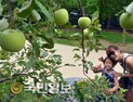 사과열린 서울 숲