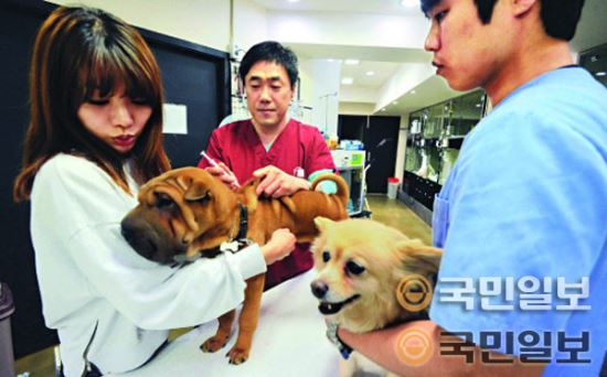 최근 서울 서초구 방배동 한 동물병원에서 수의사들이 애완견에게 광견병 예방접종을 하고 있다. 곽경근 선임기자