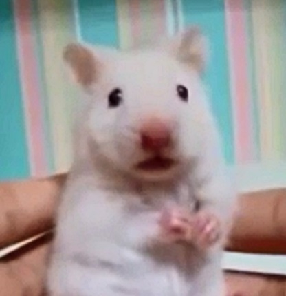 쿠키영상] 귀 만지자 눈이 '번쩍'… 놀란 표정으로 돌변하는 햄스터