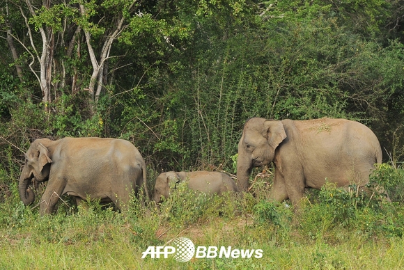 ’멸종 위기’ 스리랑카 코끼리, 지난 30년간 개체 수 50% 감소