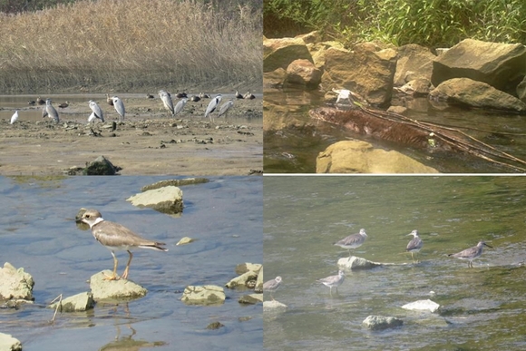 환경단체 “창원 봉암갯벌 주변 낚시금지 해야”