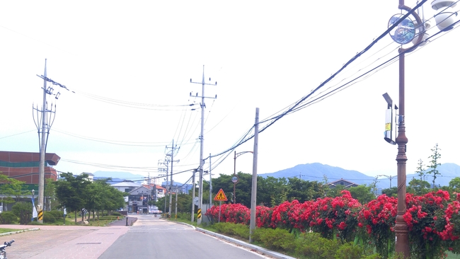 함양군, 대표관광지 상림공원 ‘전주 없애기’ 나서