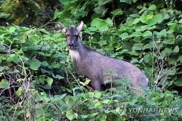 멸종위기 1급 산양, 서울 용마산서 발견