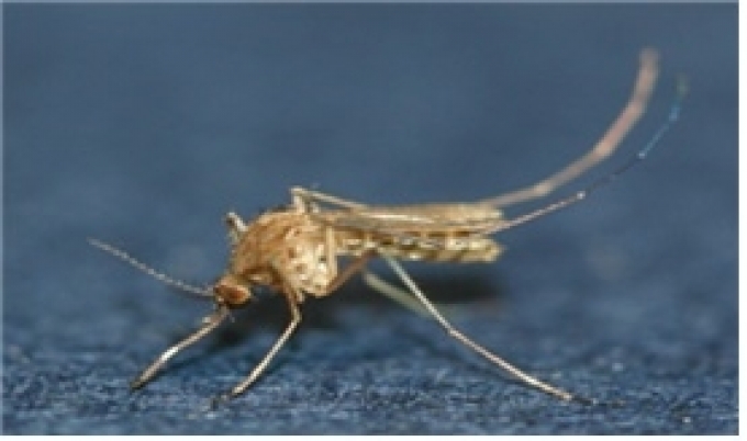 강원도 내 첫 일본뇌염 매개 '작은빨간집 모기' 발견