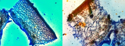 중국산 국산으로 속이려다 '현미경 단속'에 덜미