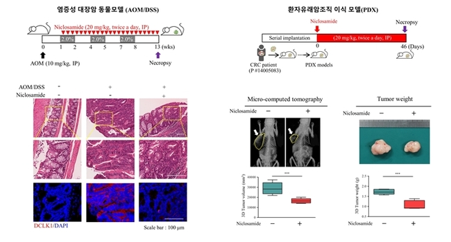 항암제도 못 잡는 암줄기세포, '구충제'로? 항암제도 못 잡는 암줄기세포, '구충제'로?