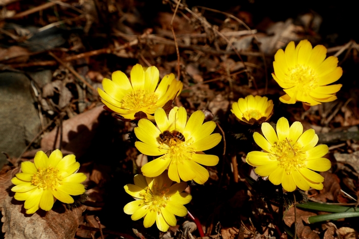 [포토뉴스] 봄의 전령사 '복수초' 황금빛 꽃망울