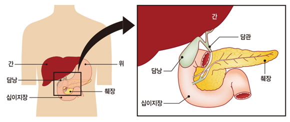 [건강 나침반] 빙속 스타 이영하의 병 ‘담낭암’